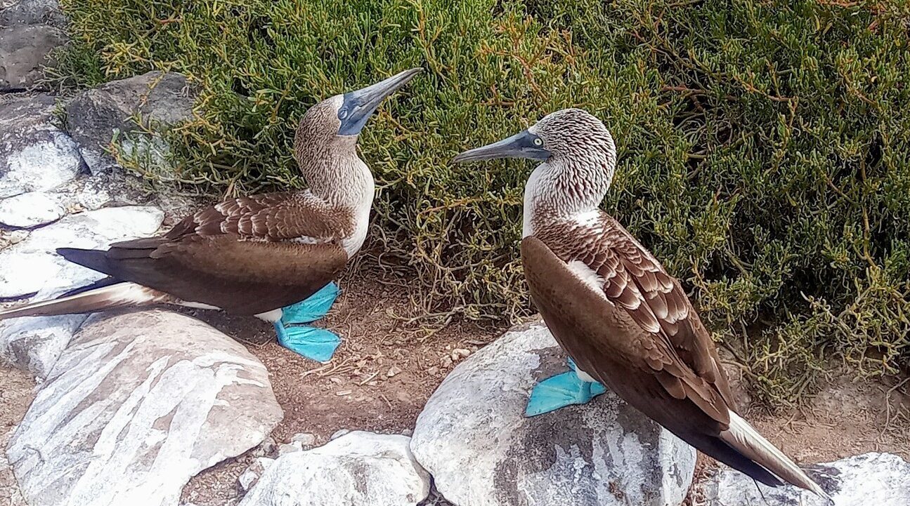 Travel to galapagos Islands with us